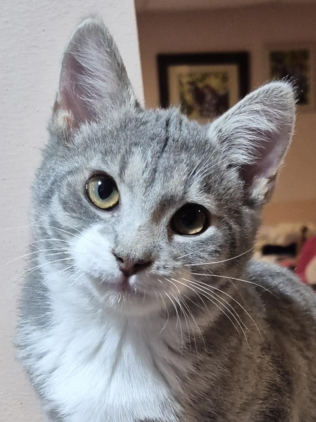 Kismet, an adopted Domestic Short Hair in Milwaukee, WI image 1/6