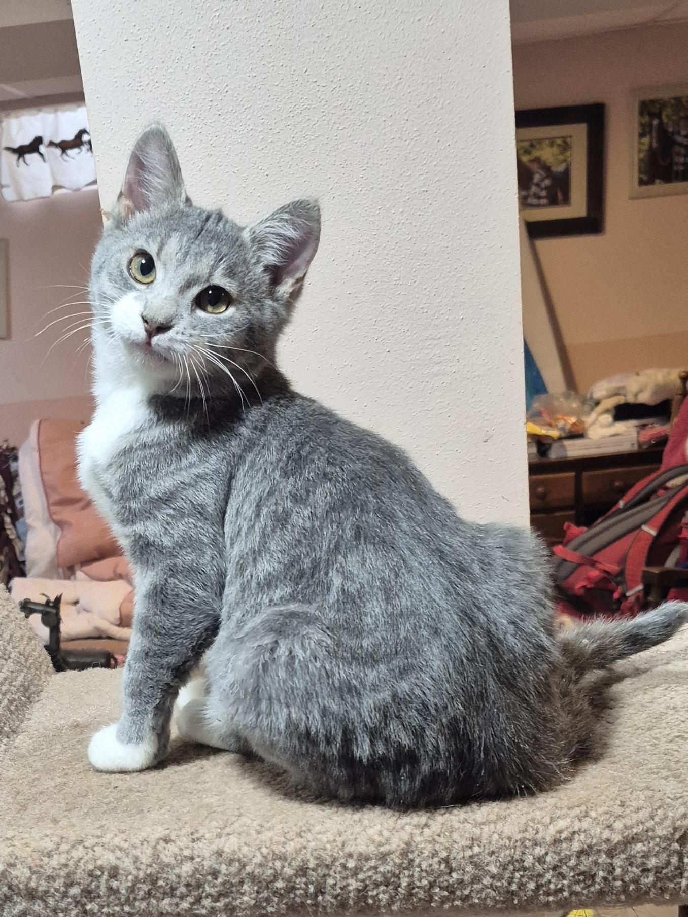 Kismet, an adopted Domestic Short Hair in Milwaukee, WI image 3/6