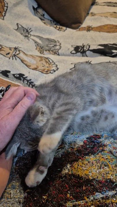 Enlarge Kismet, an adopted Domestic Short Hair in Milwaukee, WI video 6/6