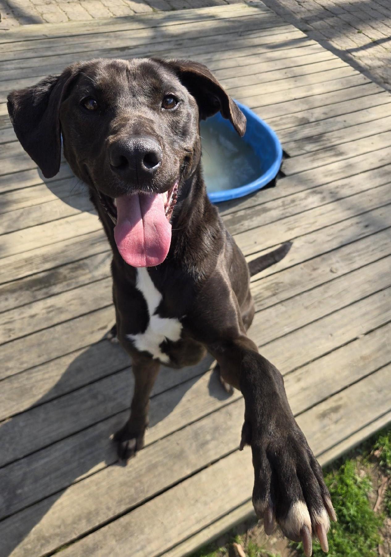 Enlarge Scout, a ADOPTABLE mixed breed in Ashland, VA image 2/6