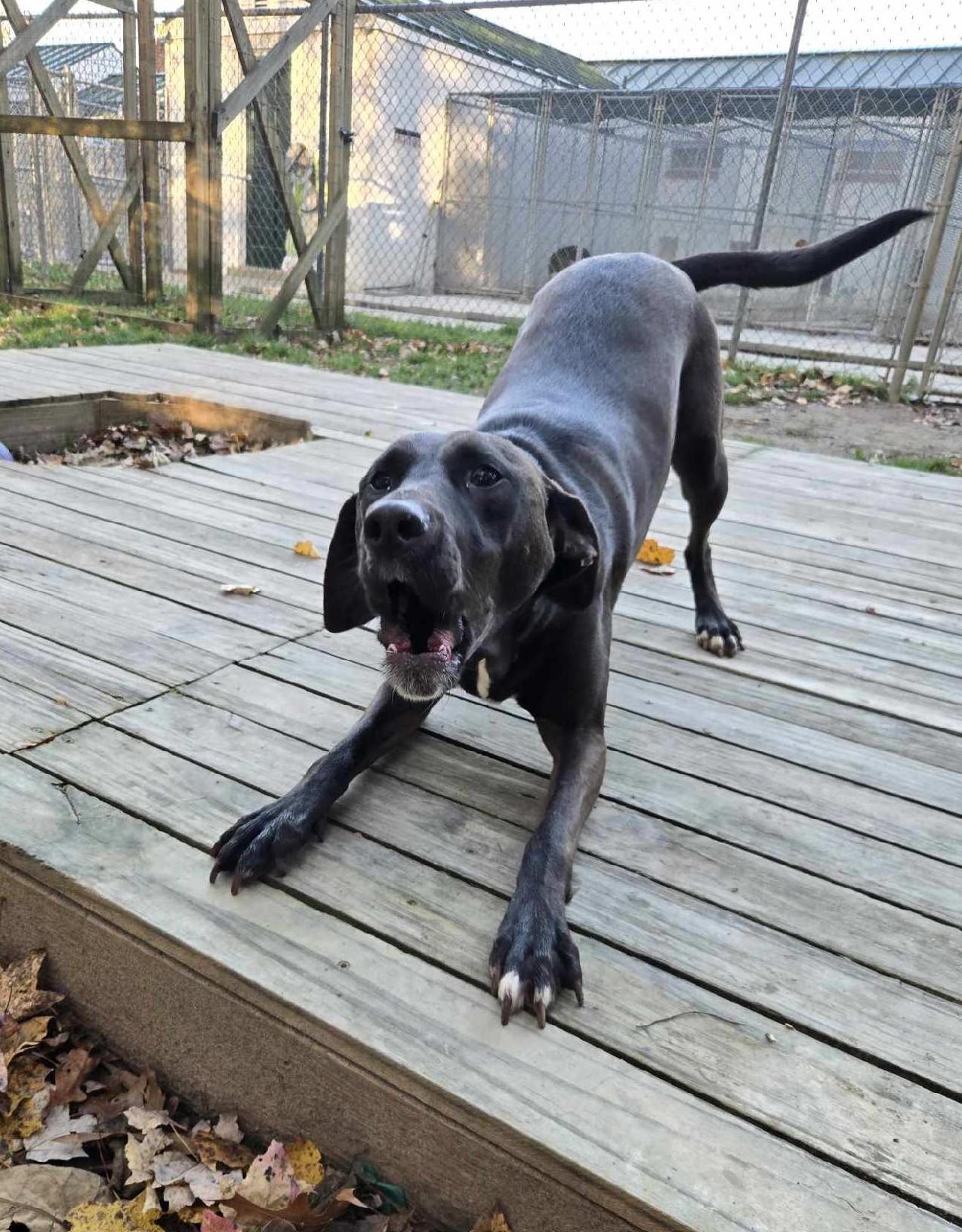 Enlarge Scout, a ADOPTABLE mixed breed in Ashland, VA image 5/6