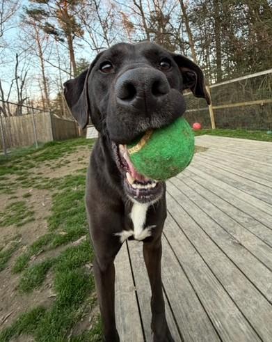 Enlarge Scout, a ADOPTABLE mixed breed in Ashland, VA image 4/6