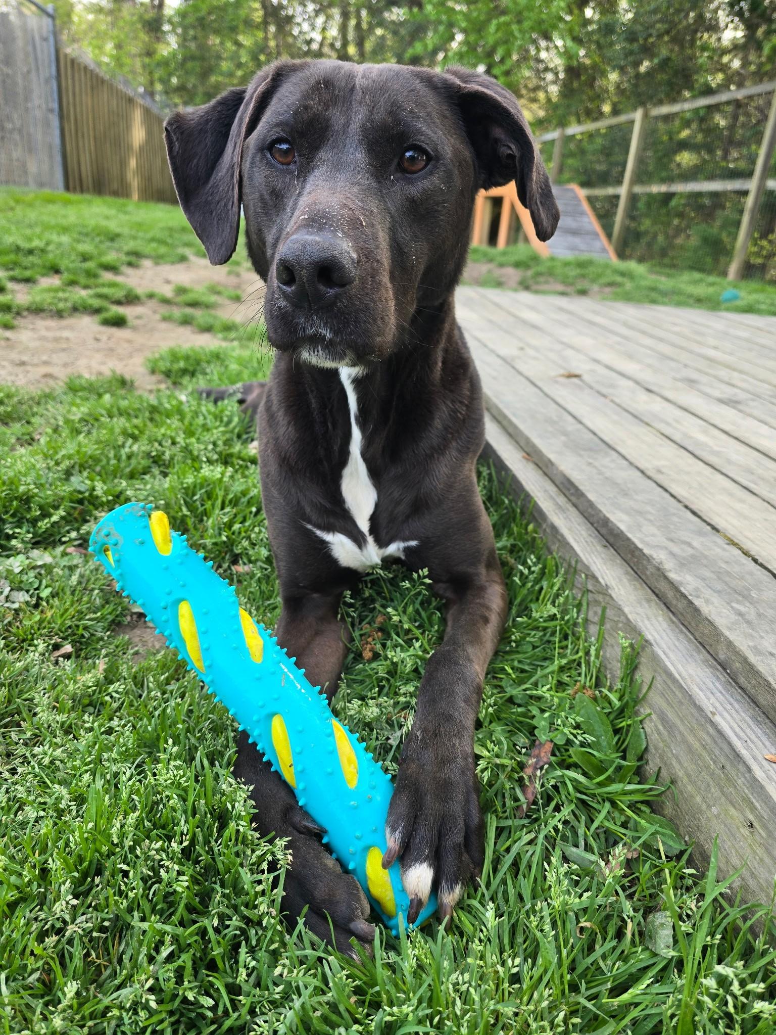 Enlarge Scout, a ADOPTABLE mixed breed in Ashland, VA image 3/6