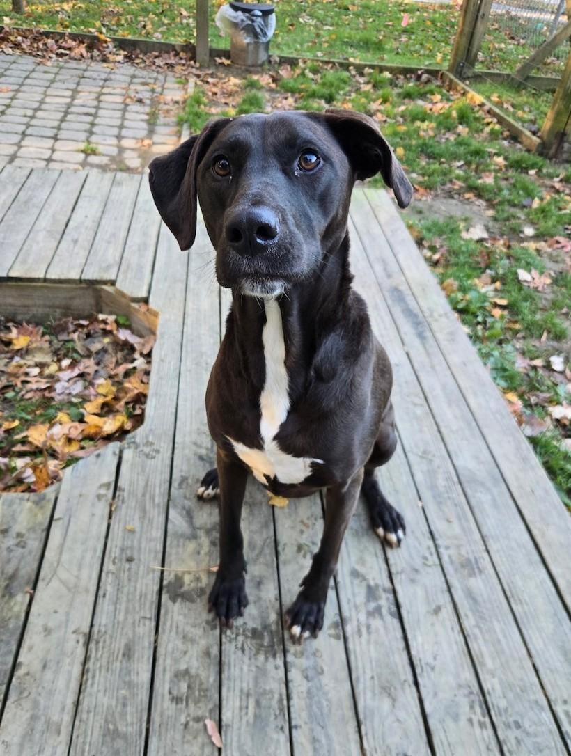 Enlarge Scout, a ADOPTABLE mixed breed in Ashland, VA image 6/6