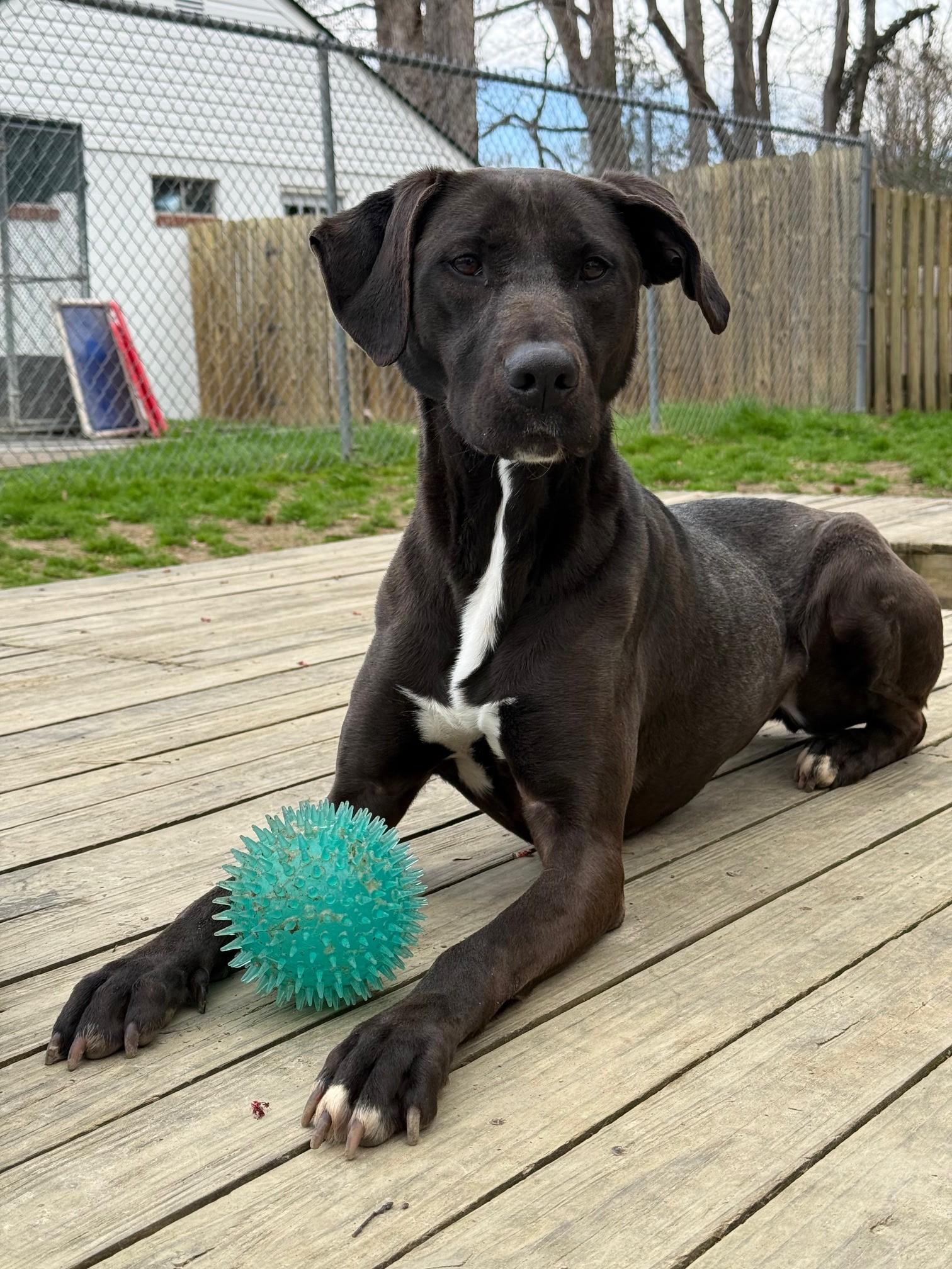 Enlarge Scout, a ADOPTABLE mixed breed in Ashland, VA image 1/6
