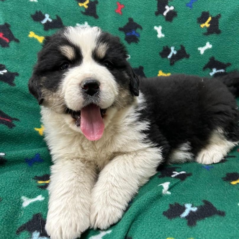 Amelia, adopted, Puppy Female Great Pyrenees & Bernese Mountain Dog.