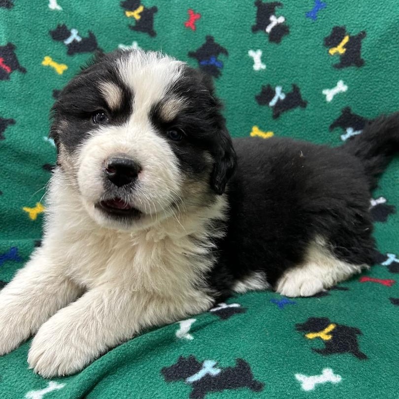 Enlarge Amelia, an adopted mixed breed in Bartonsville, PA image 3/5