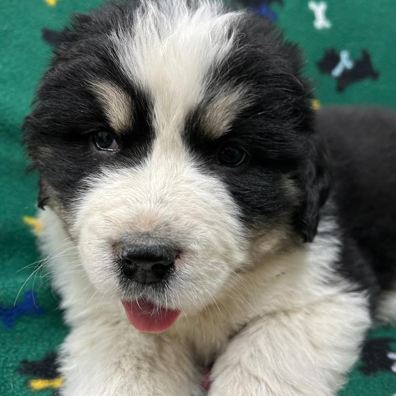 Enlarge Amelia, an adopted mixed breed in Bartonsville, PA image 4/5