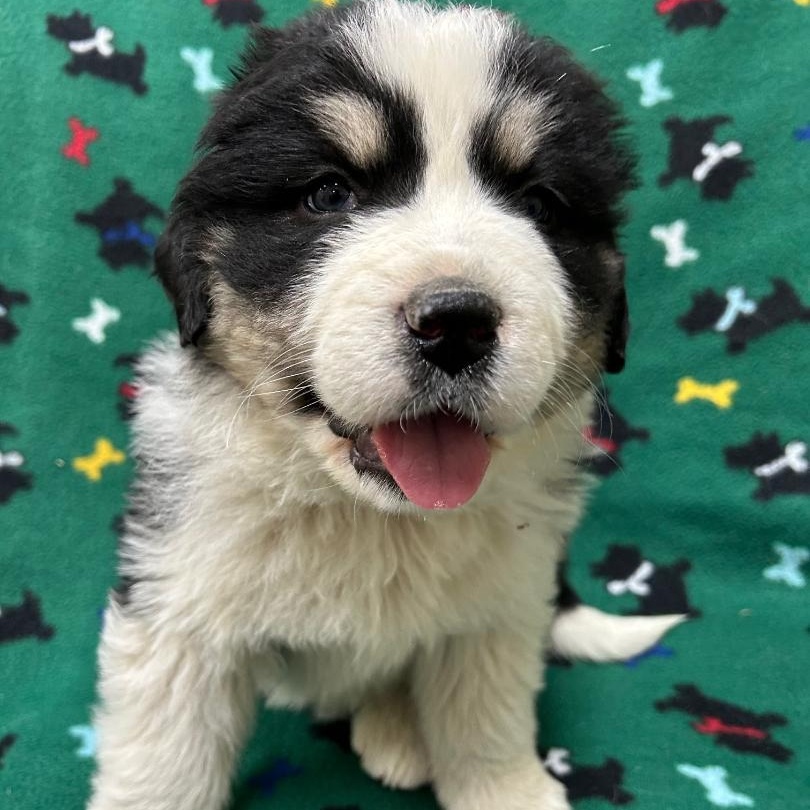 Enlarge Amelia, an adopted mixed breed in Bartonsville, PA image 2/5