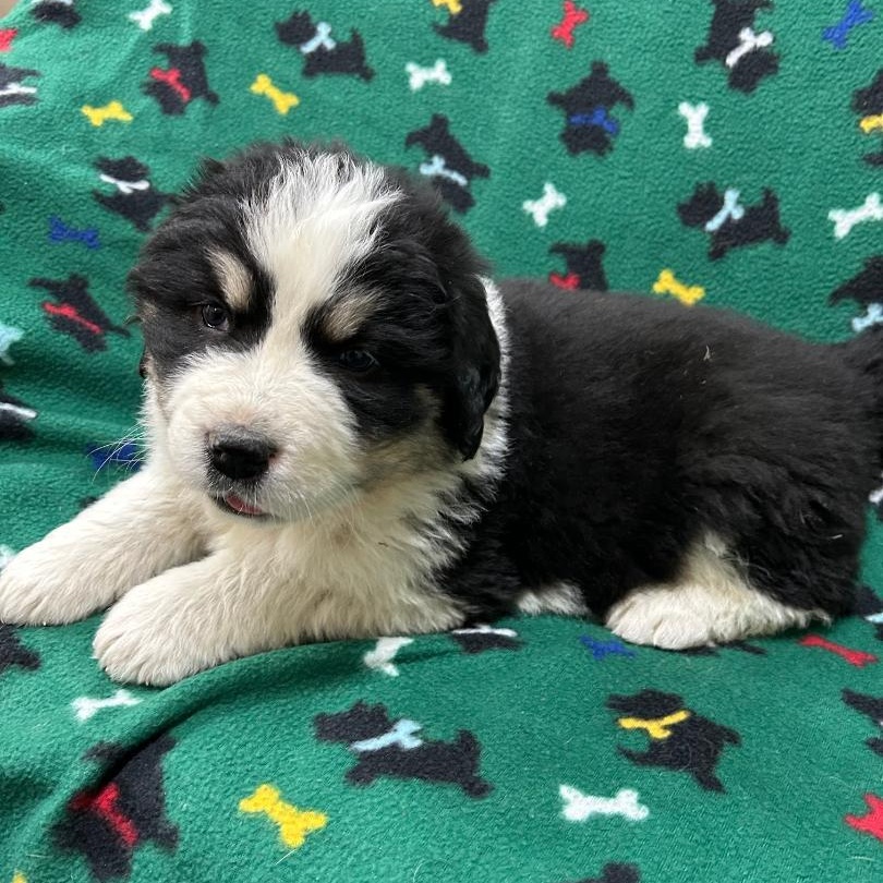 Enlarge Amelia, an adopted mixed breed in Bartonsville, PA image 5/5