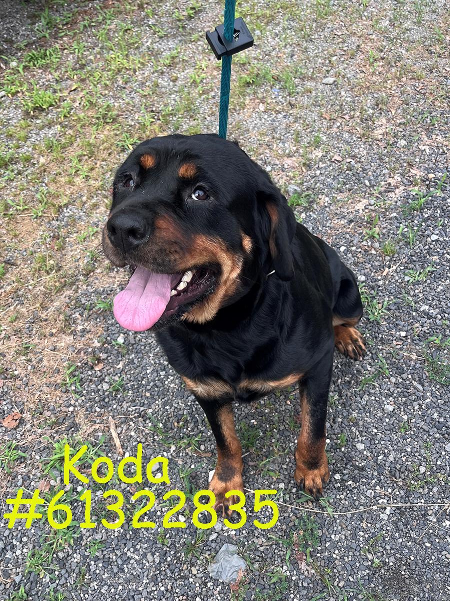 Koda, adopted, Adult Female Rottweiler.