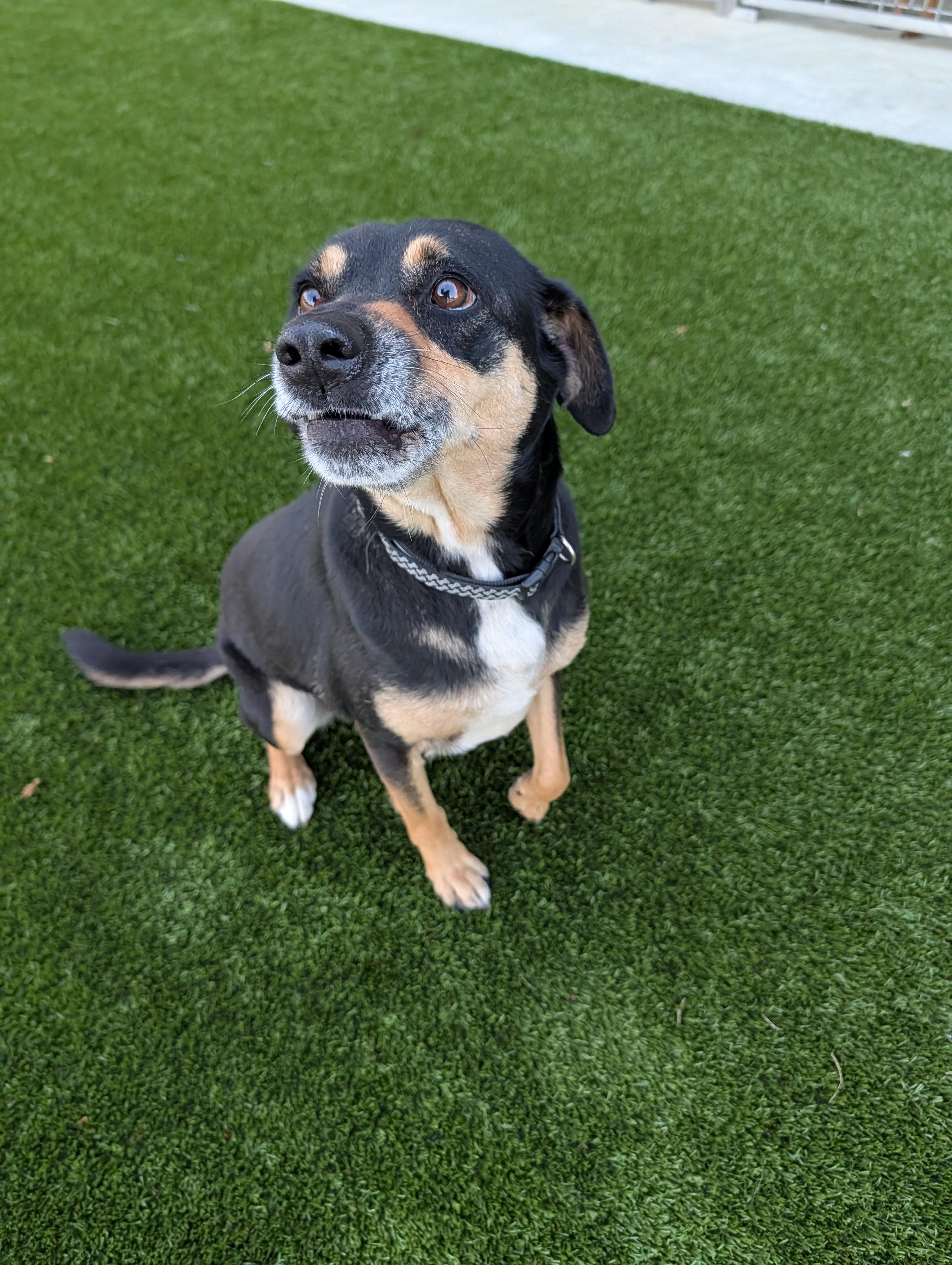 Holly, ADOPTABLE, Adult Female Black and Tan Coonhound.