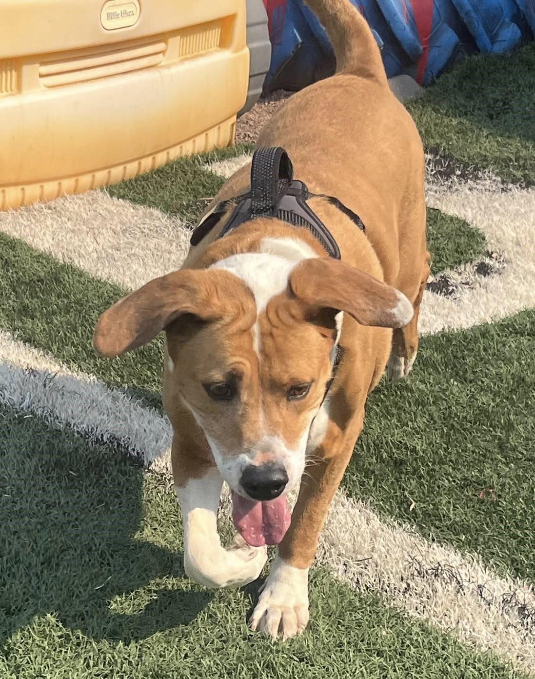 Moose, an adoptable Harrier in Montrose, CO, 81401 | Photo Image 3