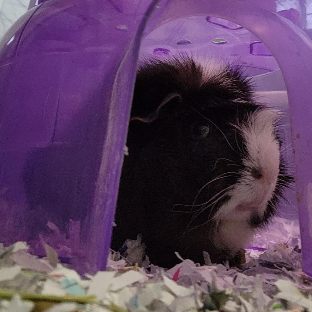 Enlarge Wednesday-Foster, a Adoptable Guinea Pig in Grand Rapids, MI image 1/4