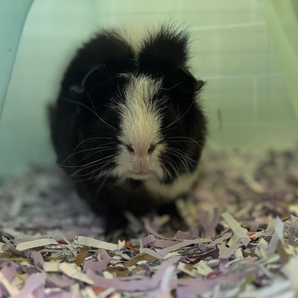 Enlarge Wednesday-Foster, a Adoptable Guinea Pig in Grand Rapids, MI image 2/4
