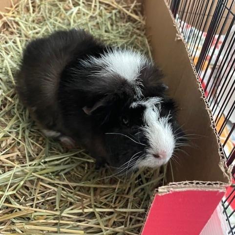 Enlarge Wednesday-Foster, a Adoptable Guinea Pig in Grand Rapids, MI image 3/4