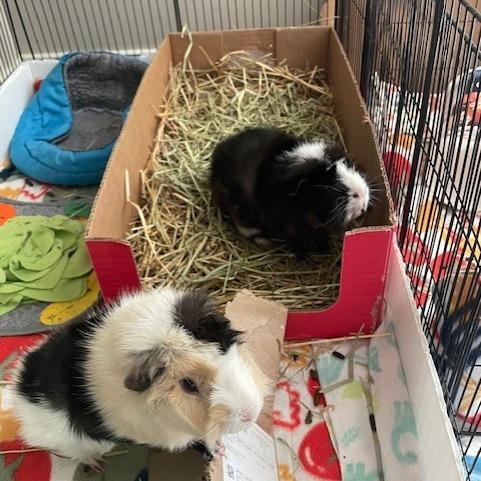 Enlarge Wednesday-Foster, a Adoptable Guinea Pig in Grand Rapids, MI image 4/4