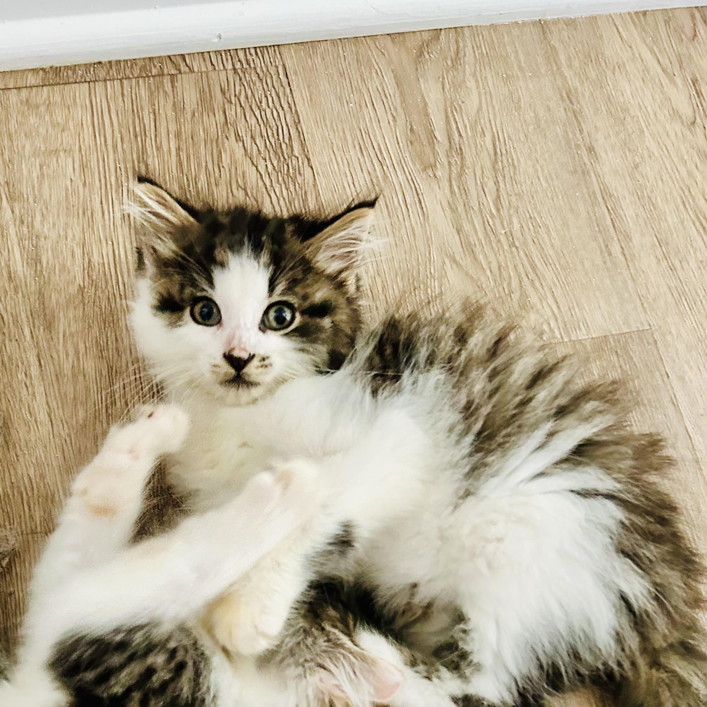 Cotton, adopted, Kitten Male Domestic Long Hair.