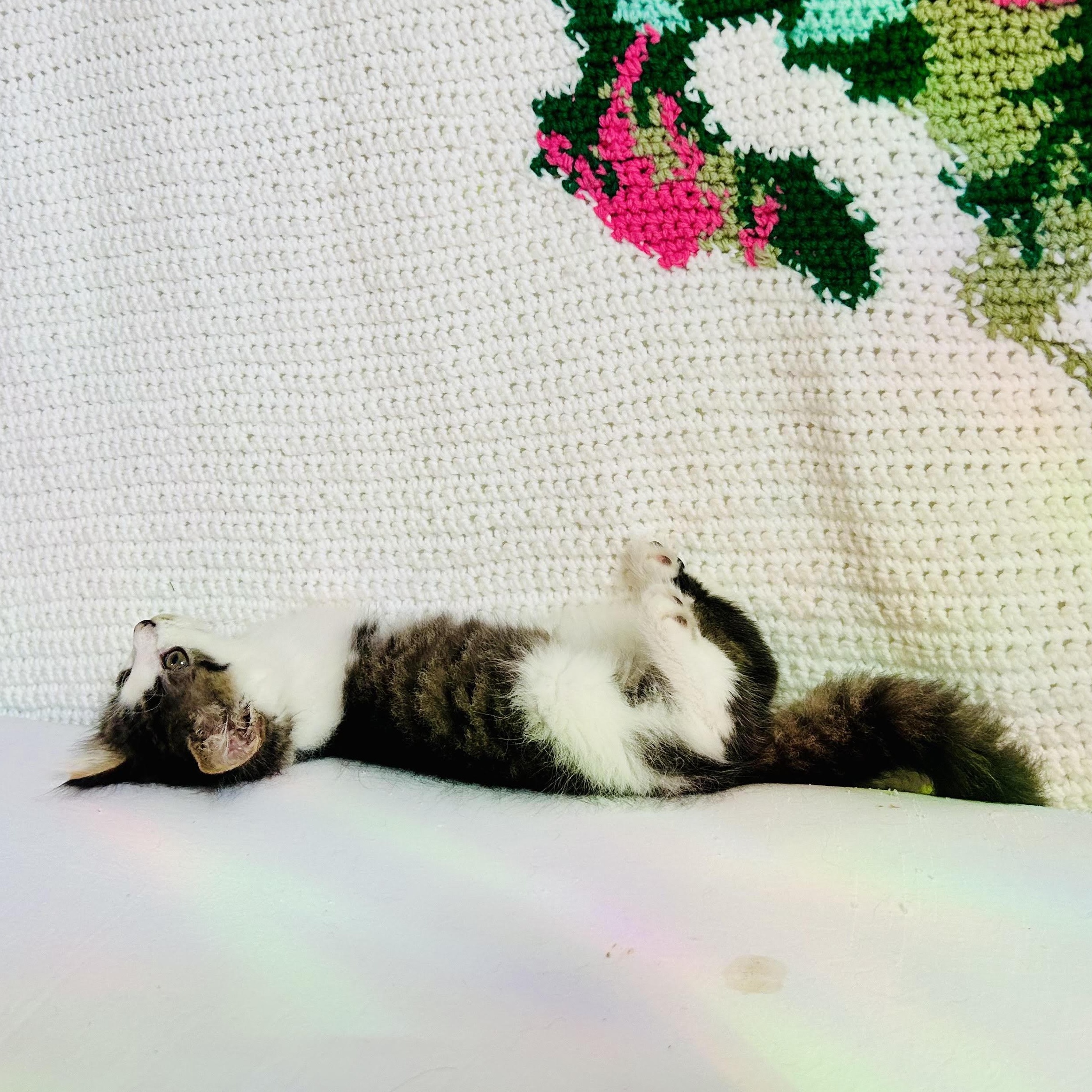 Cotton, an adopted Domestic Long Hair in Richmond, VA image 2/3