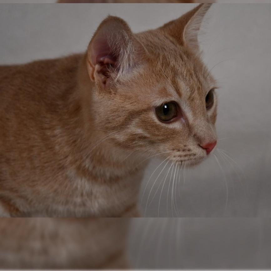 Enlarge Puff, a Adoptable Domestic Short Hair in Johnson City, TN image 2/3