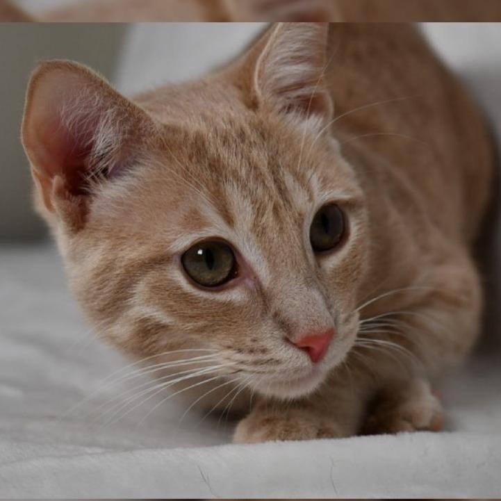 Enlarge Puff, a Adoptable Domestic Short Hair in Johnson City, TN image 3/3