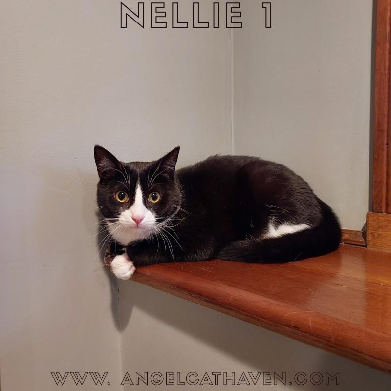 Enlarge Nellie 1 , a ADOPTABLE Domestic Short Hair in Plainville, MA image 1/5