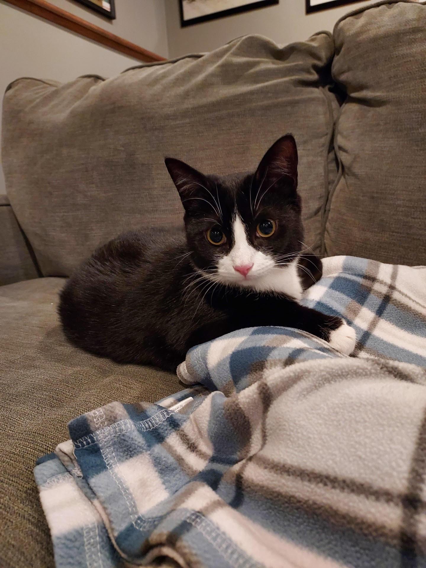 Enlarge Nellie 1 , a ADOPTABLE Domestic Short Hair in Plainville, MA image 5/5