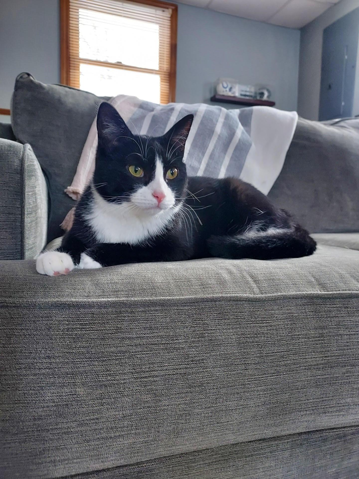 Enlarge Nellie 1 , a ADOPTABLE Domestic Short Hair in Plainville, MA image 2/5