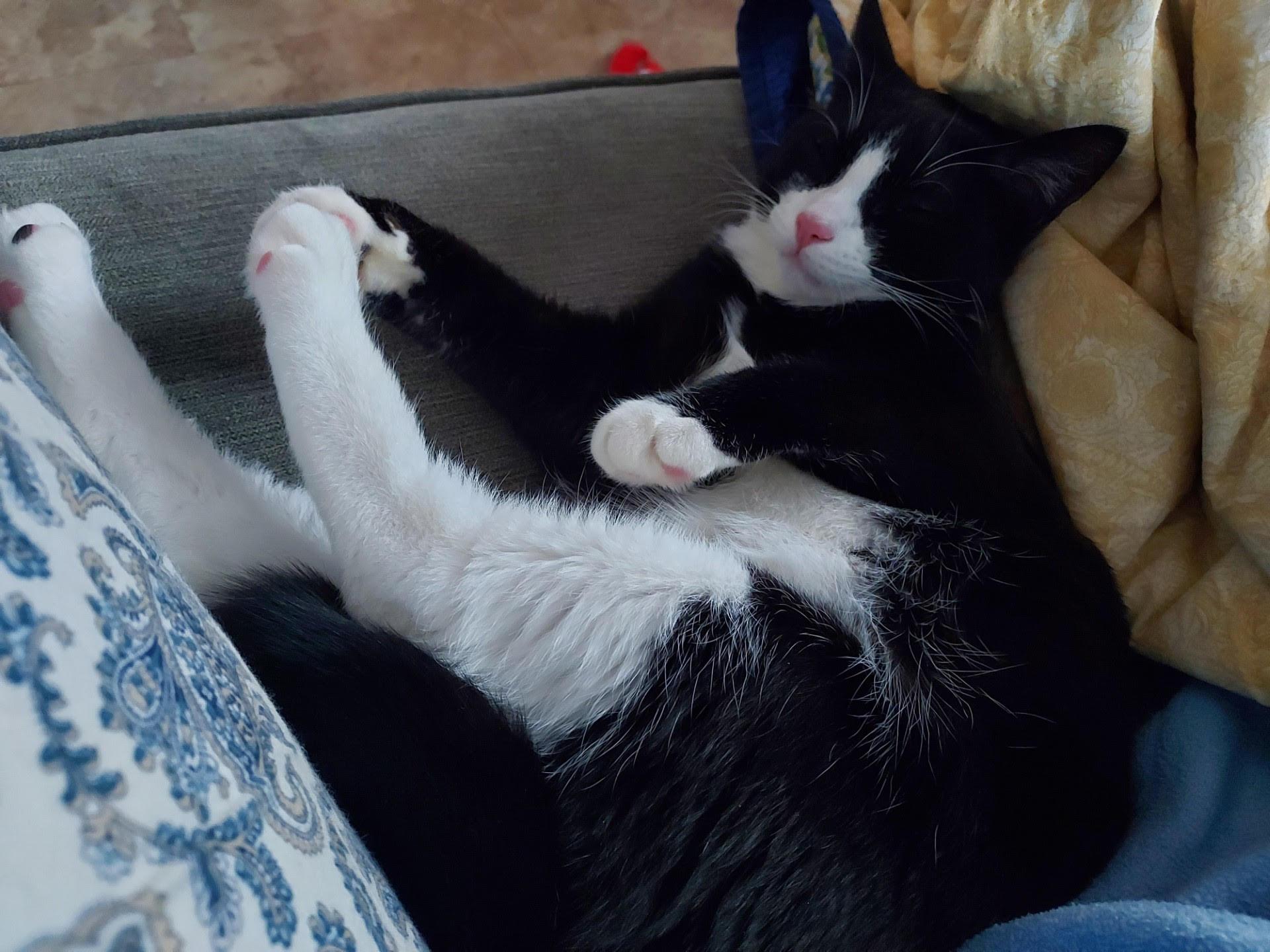 Enlarge Nellie 1 , a ADOPTABLE Domestic Short Hair in Plainville, MA image 3/5