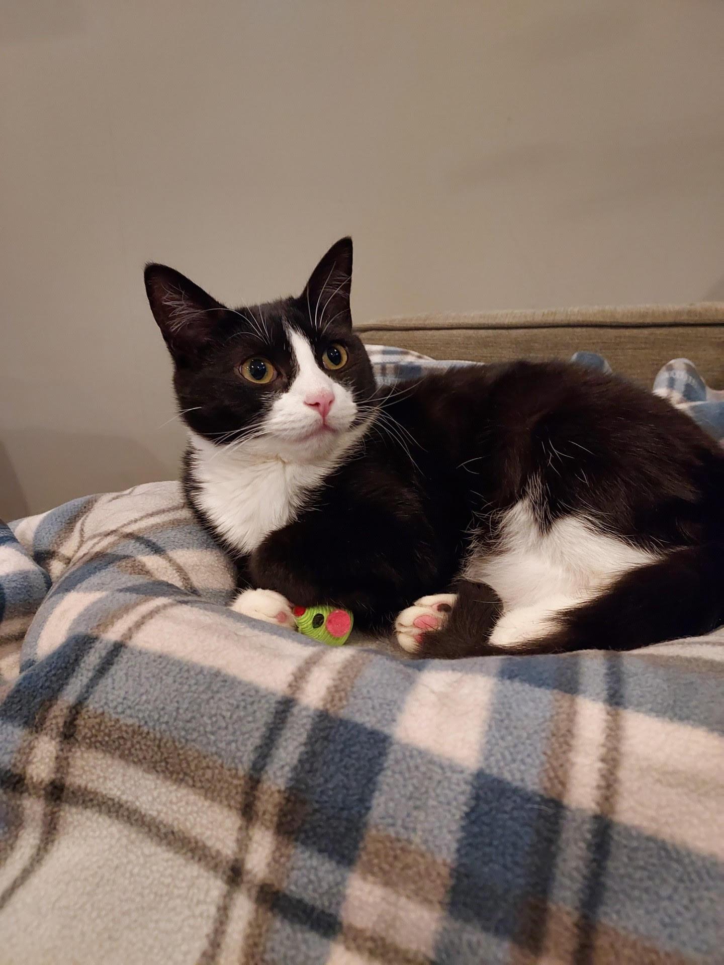 Enlarge Nellie 1 , a ADOPTABLE Domestic Short Hair in Plainville, MA image 4/5