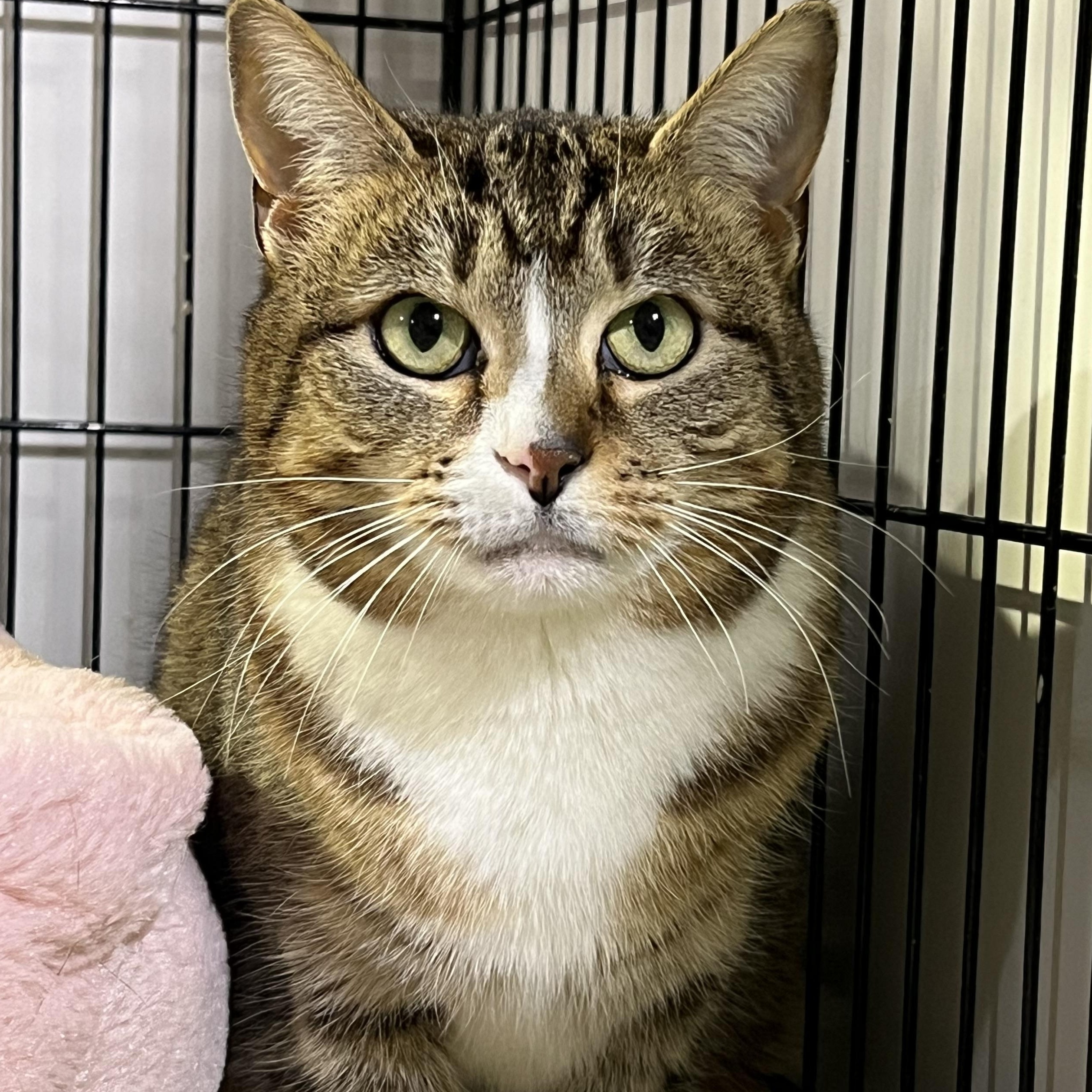 Molly, Adopted, Adult Female Domestic Short Hair.