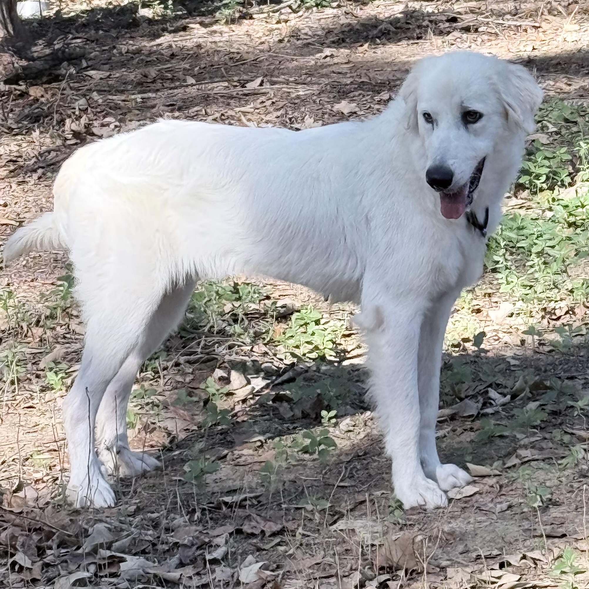 Enlarge Iris, a Adoptable mixed breed in New Rochelle, NY image 3/6