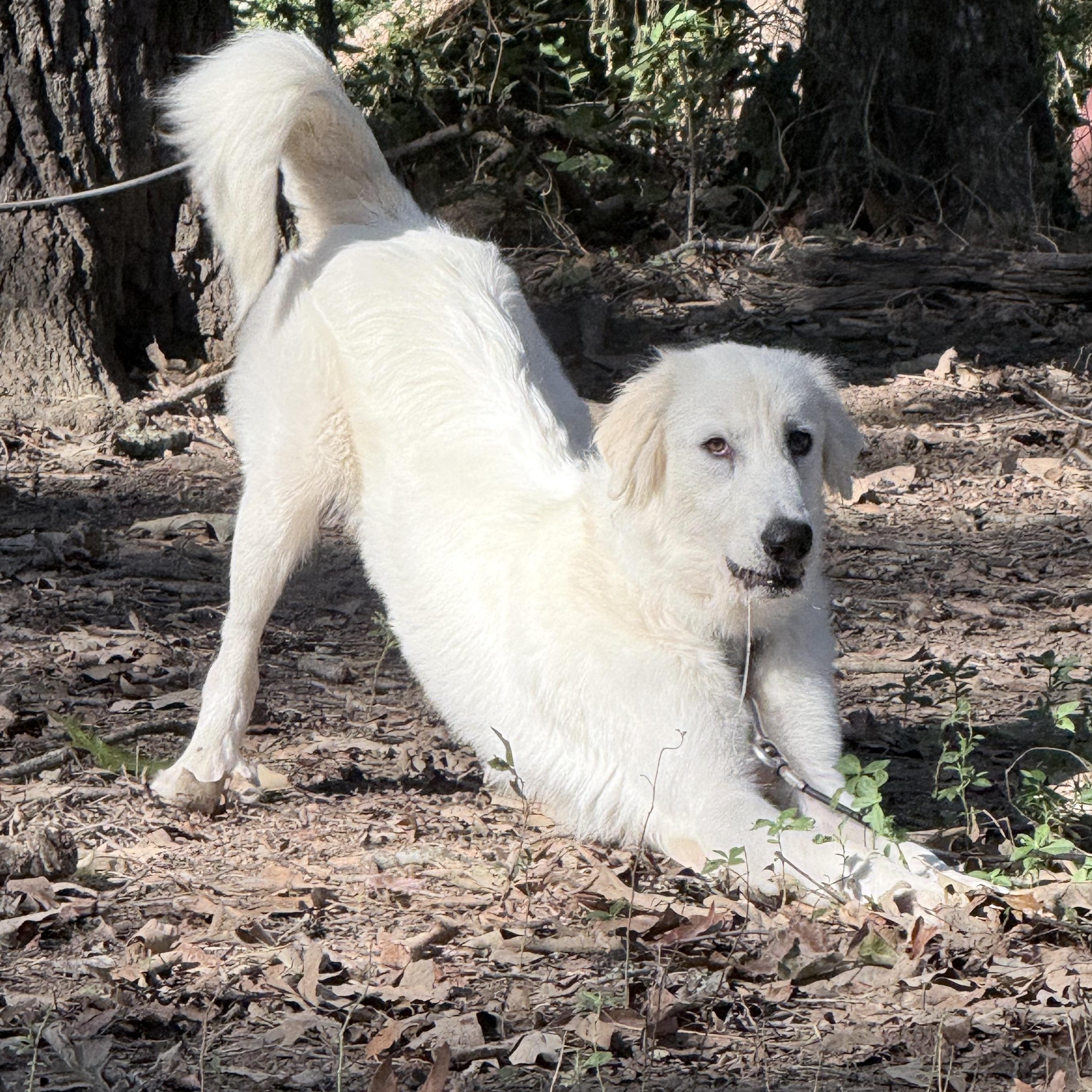 Enlarge Iris, a Adoptable mixed breed in New Rochelle, NY image 6/6