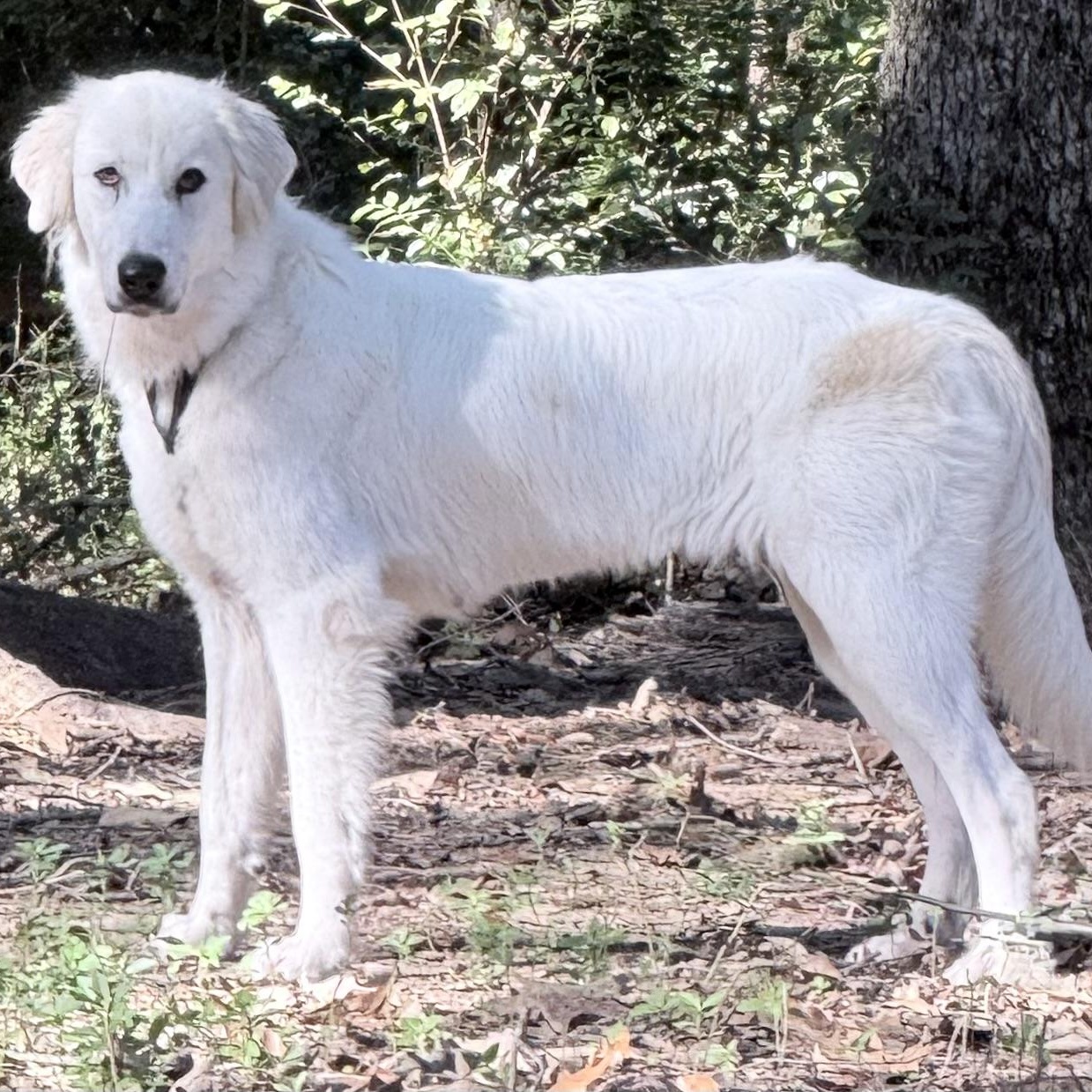 Enlarge Iris, a Adoptable mixed breed in New Rochelle, NY image 1/6