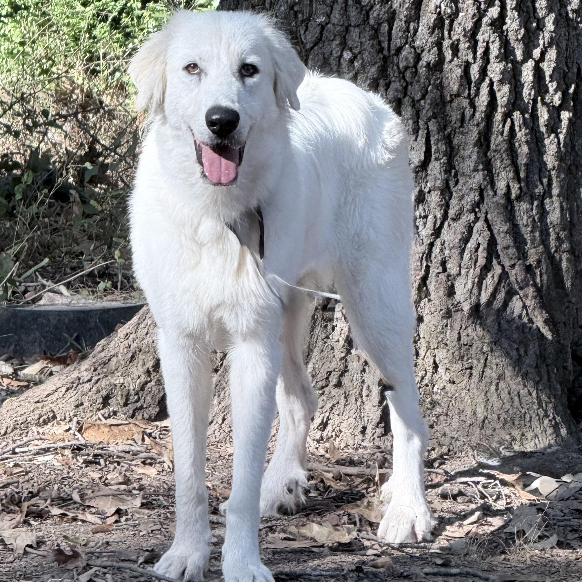 Enlarge Iris, a Adoptable mixed breed in New Rochelle, NY image 5/6