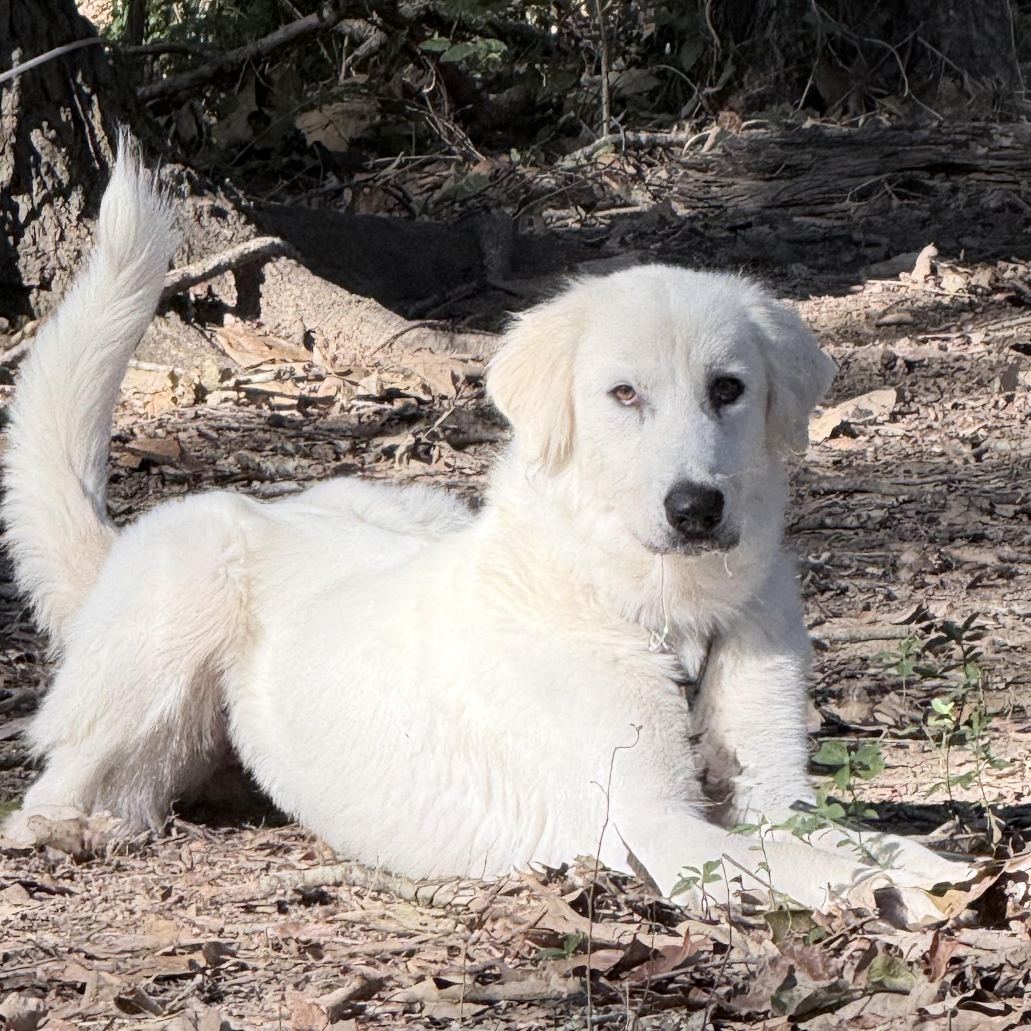 Enlarge Iris, a Adoptable mixed breed in New Rochelle, NY image 4/6