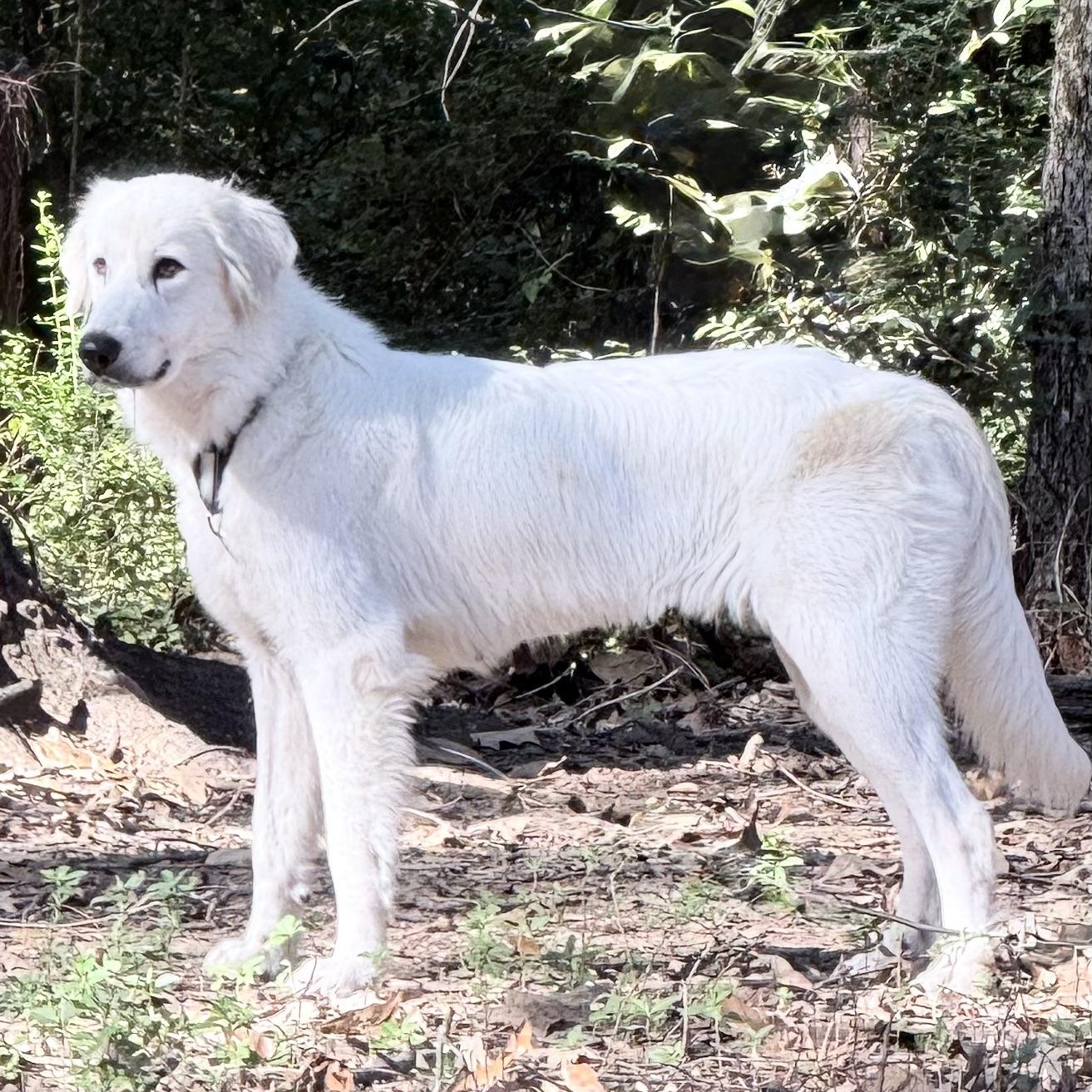 Enlarge Iris, a Adoptable mixed breed in New Rochelle, NY image 2/6