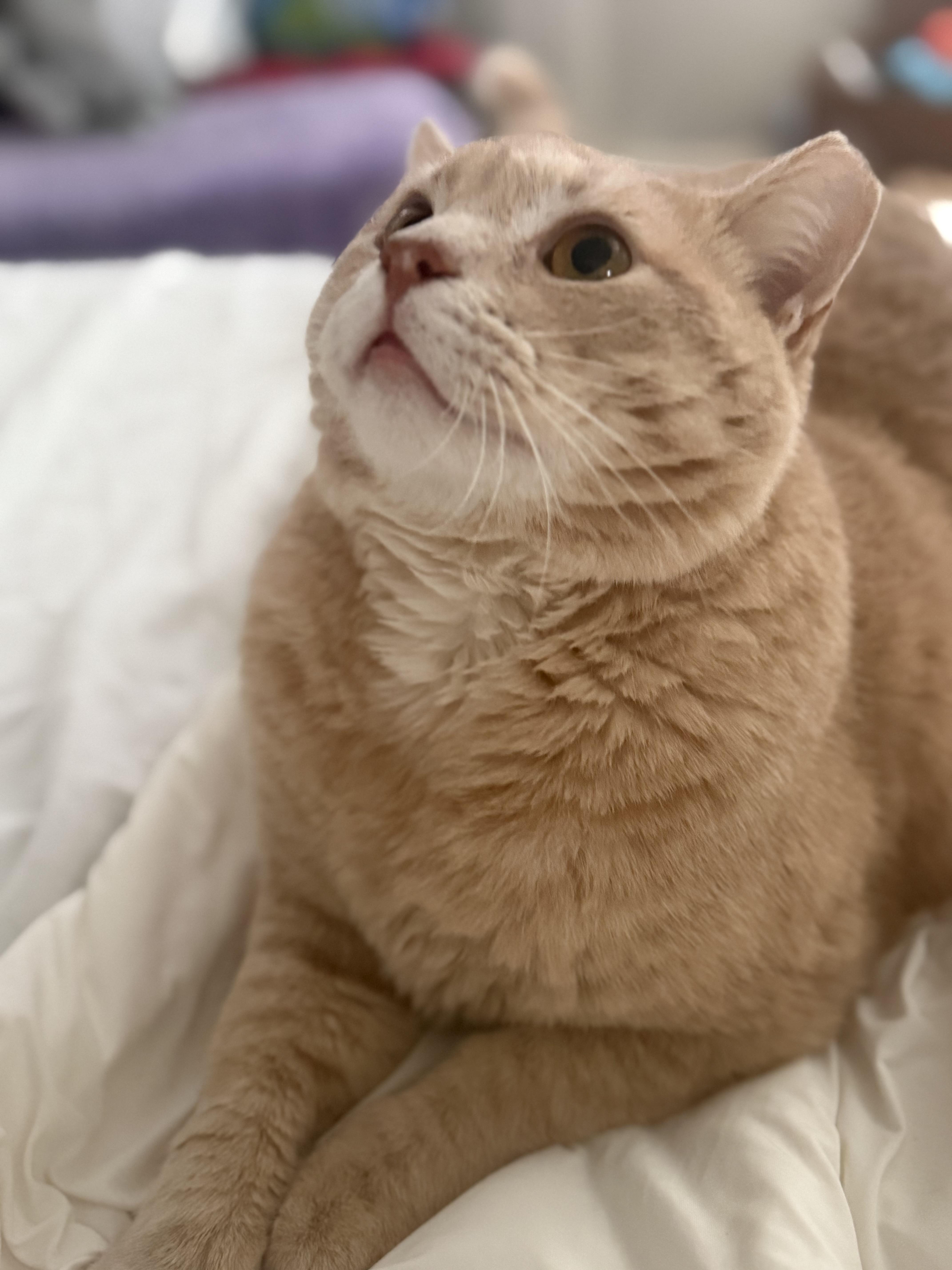 Enlarge Leo, a Adoptable mixed breed in San Andreas, CA image 4/5