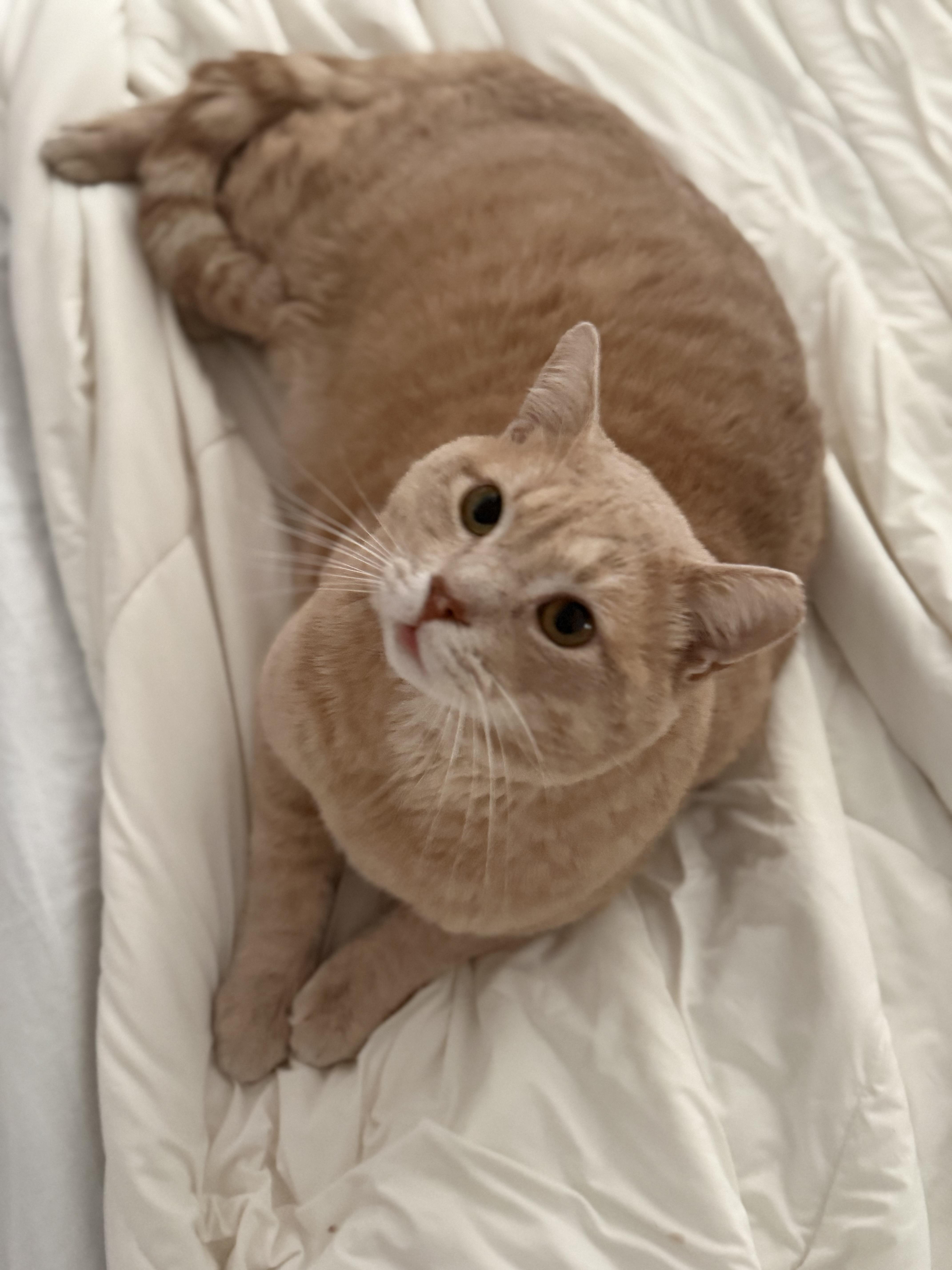 Enlarge Leo, a Adoptable mixed breed in San Andreas, CA image 5/5