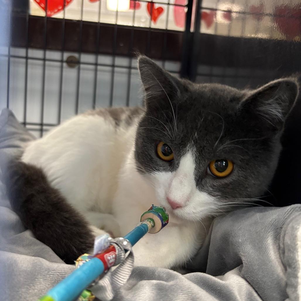 Pink Cashmere, Adoptable, Adult Male Domestic Short Hair.