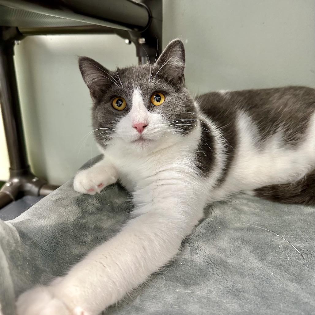 Enlarge Pink Cashmere, a Adoptable Domestic Short Hair in Davenport, IA image 2/6