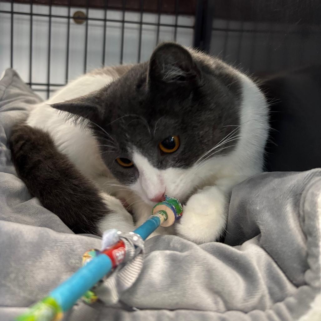 Enlarge Pink Cashmere, a Adoptable Domestic Short Hair in Davenport, IA image 3/6