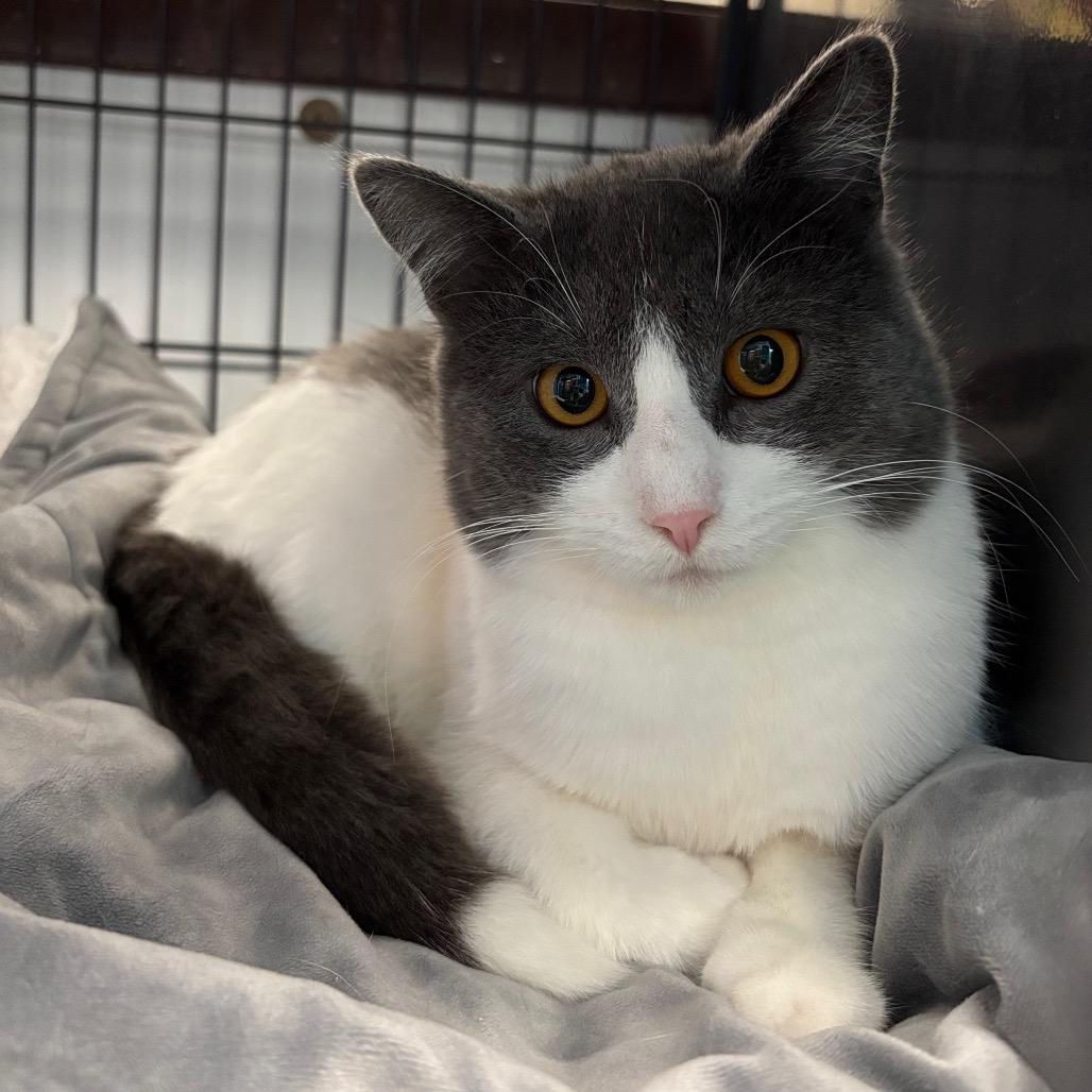 Enlarge Pink Cashmere, a Adoptable Domestic Short Hair in Davenport, IA image 4/6