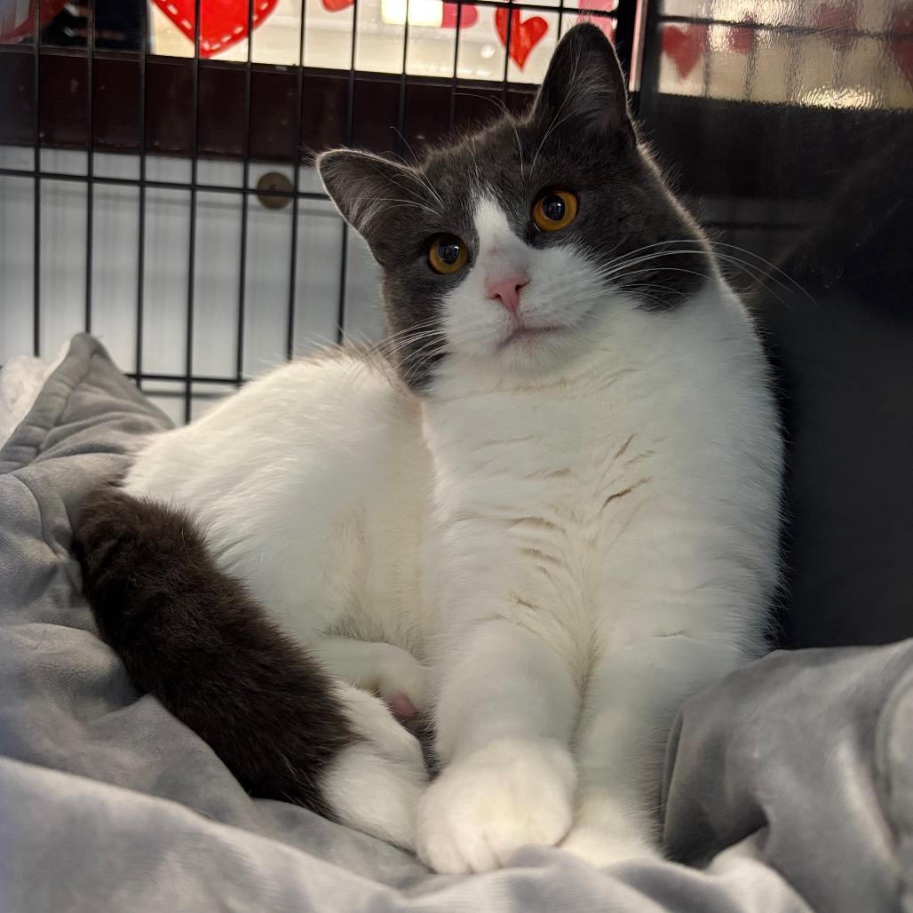 Enlarge Pink Cashmere, a Adoptable Domestic Short Hair in Davenport, IA image 5/6