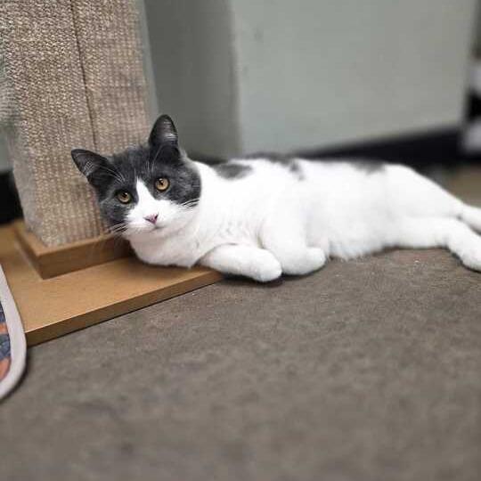 Enlarge Pink Cashmere, a Adoptable Domestic Short Hair in Davenport, IA image 6/6