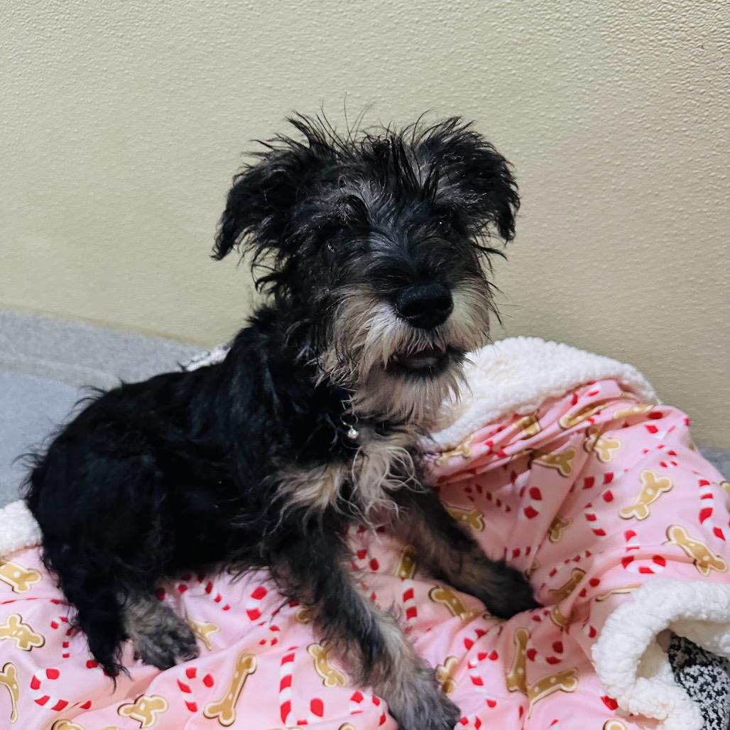 Nicholas Costa Mesa Location