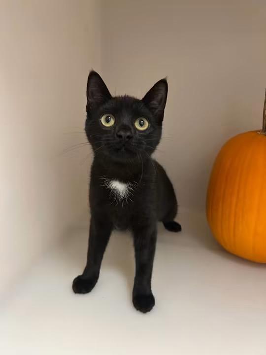 Enlarge Buggy, a Adoptable Domestic Short Hair in Howes Cave, NY image 3/3