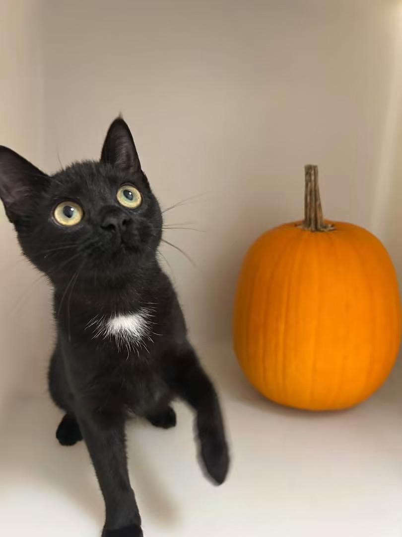 Enlarge Buggy, a Adoptable Domestic Short Hair in Howes Cave, NY image 1/3