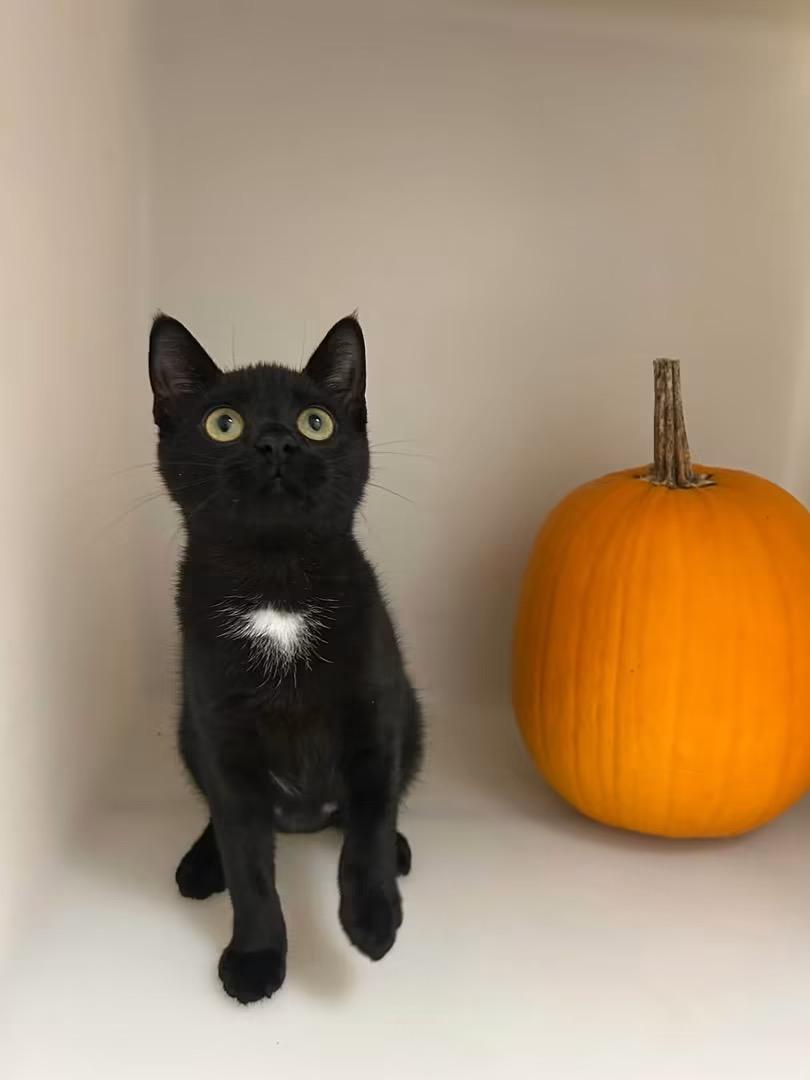 Enlarge Buggy, a Adoptable Domestic Short Hair in Howes Cave, NY image 2/3