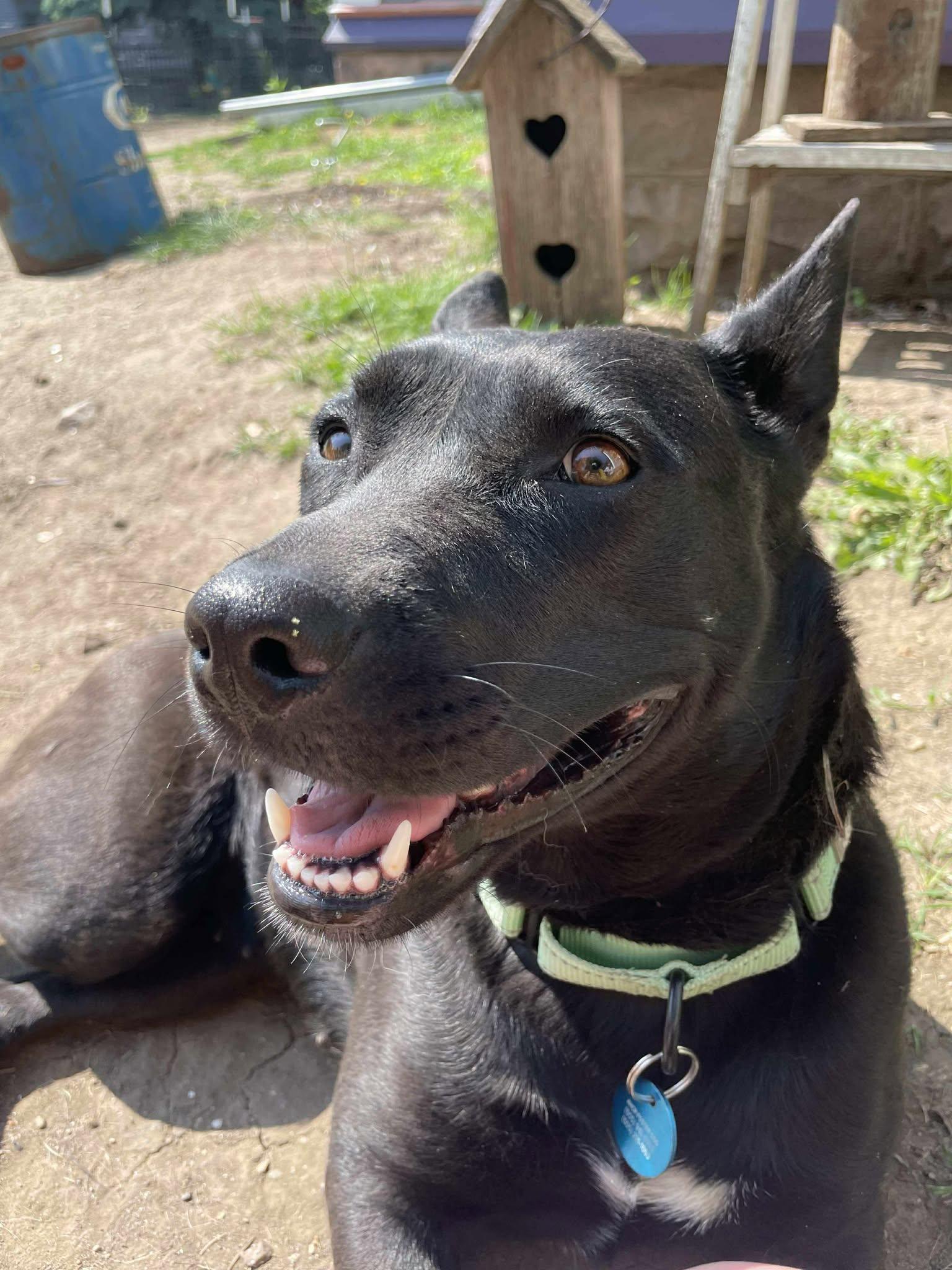 Mystic, an adoptable Mixed Breed in Sioux Falls, SD, 57109 | Photo Image 4